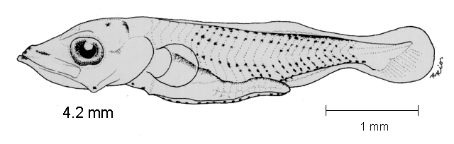 Sphyraena ensis