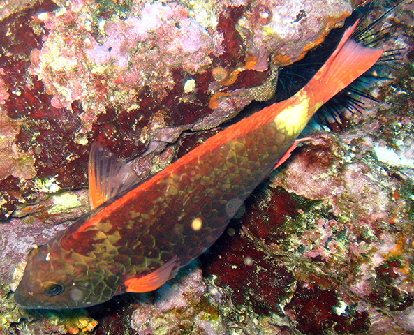 Sparisoma frondosum