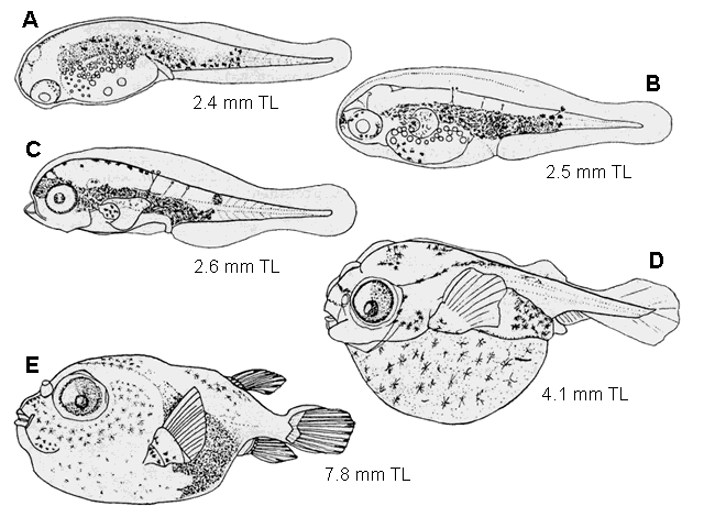 Sphoeroides maculatus