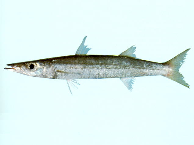 Sphyraena obtusata