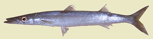 Sphyraena sphyraena