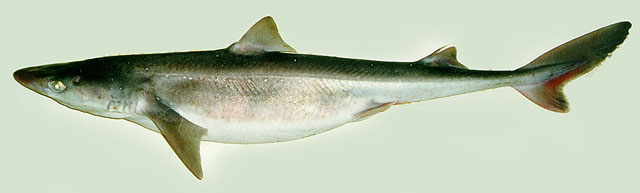 Squalus acanthias