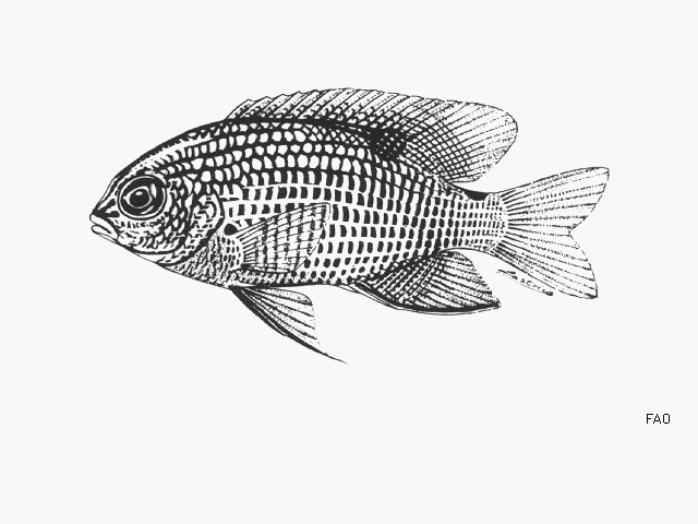 Stegastes acapulcoensis