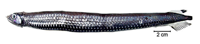 Stomias affinis