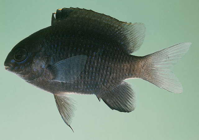 Stegastes altus