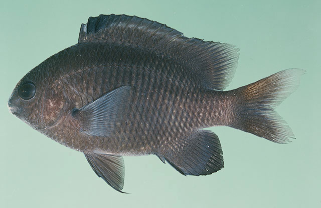 Stegastes altus