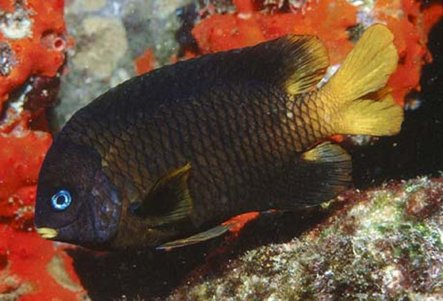 Stegastes arcifrons