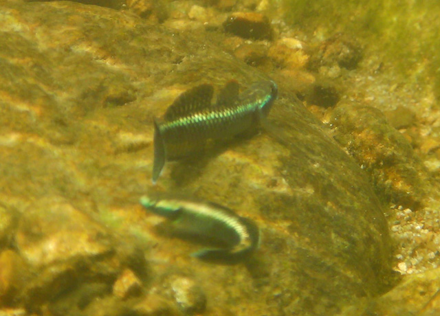 Stiphodon atropurpureus