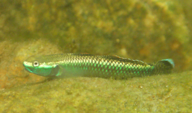 Stiphodon atropurpureus