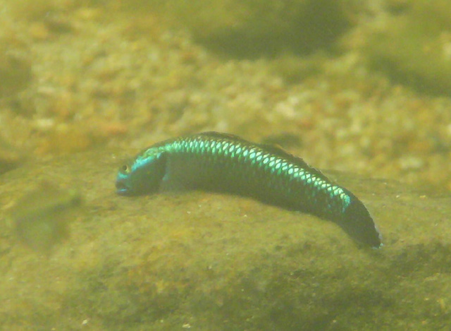 Stiphodon atropurpureus