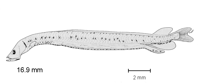 Stomias colubrinus