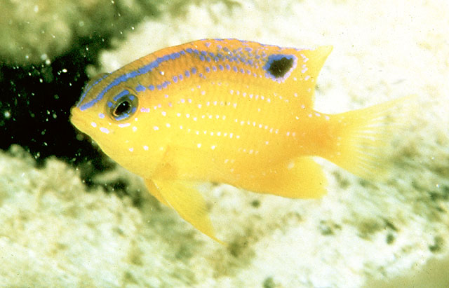 Stegastes diencaeus