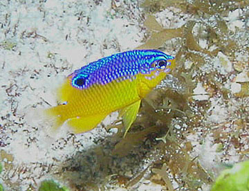 Stegastes diencaeus