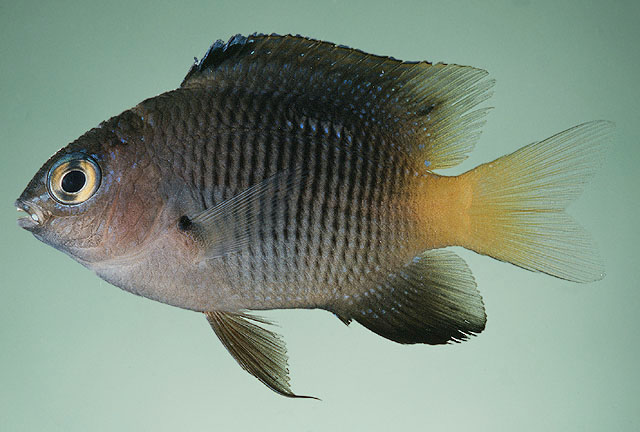 Stegastes fasciolatus