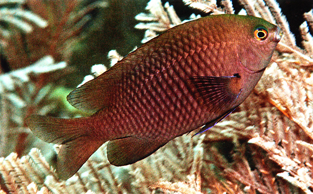 Stegastes fasciolatus