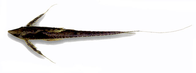 Sturisomatichthys festivus