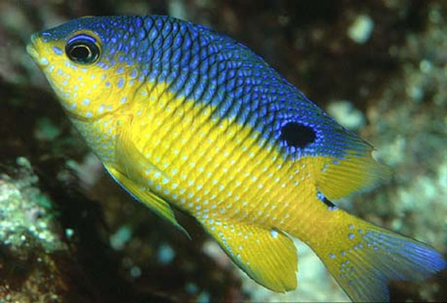 Stegastes flavilatus