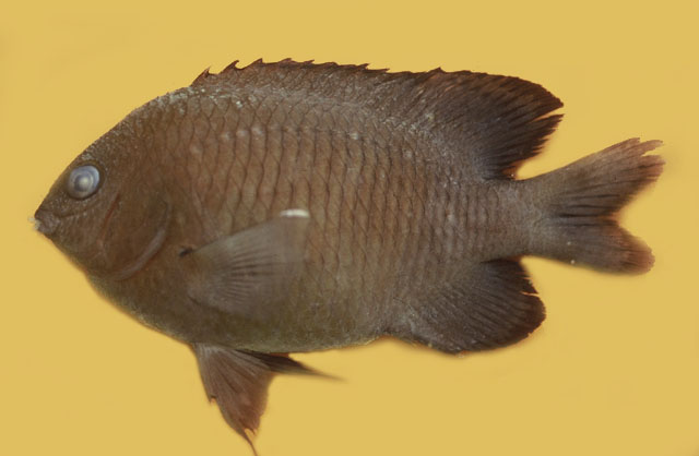 Stegastes fuscus