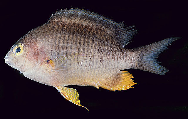 Stegastes gascoynei