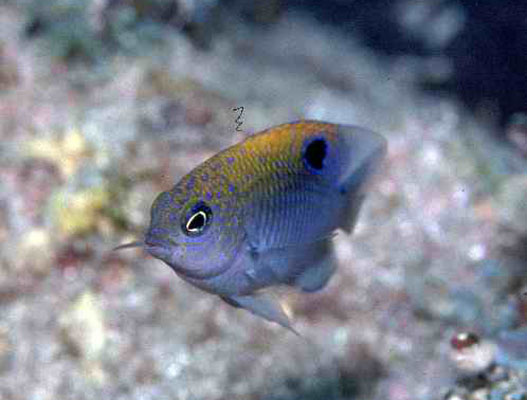 Stegastes imbricatus