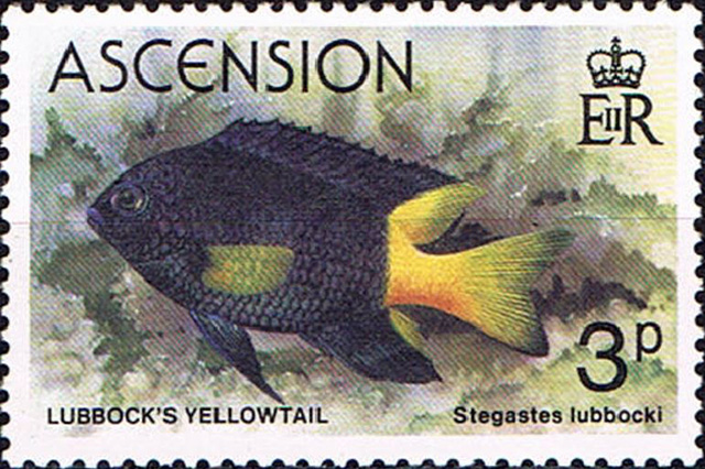 Stegastes lubbocki