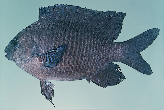 Stegastes obreptus