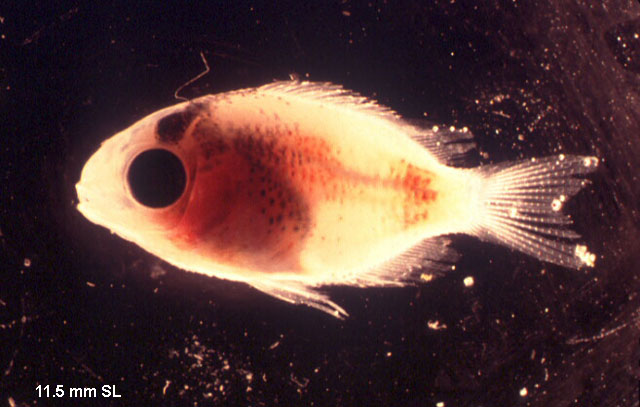 Stegastes partitus