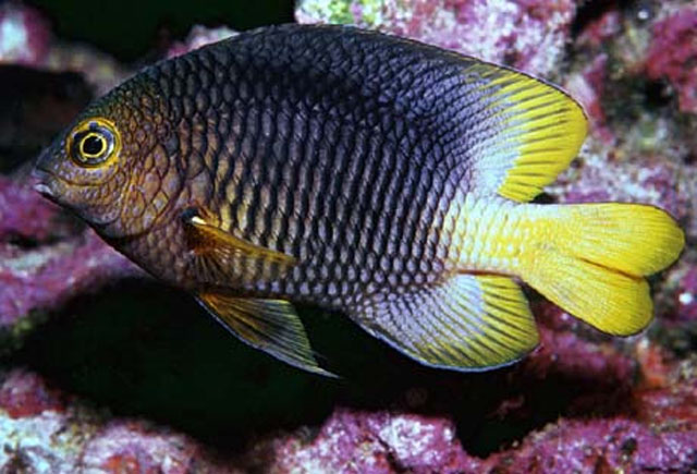 Stegastes redemptus