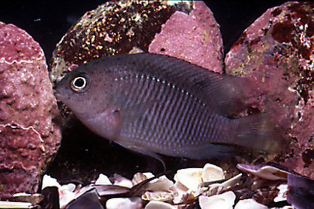 Stegastes uenfi