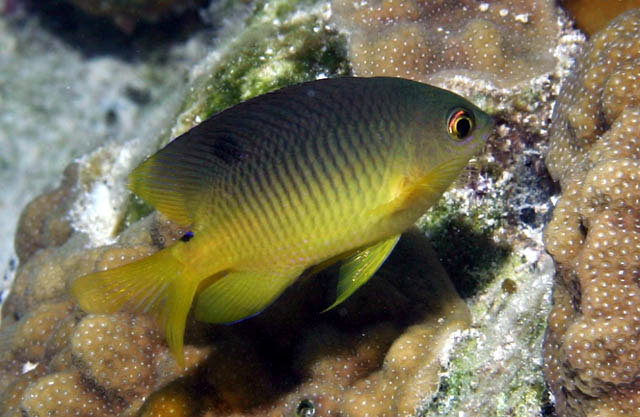 Stegastes variabilis