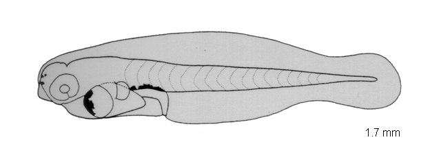 Sufflamen chrysopterum