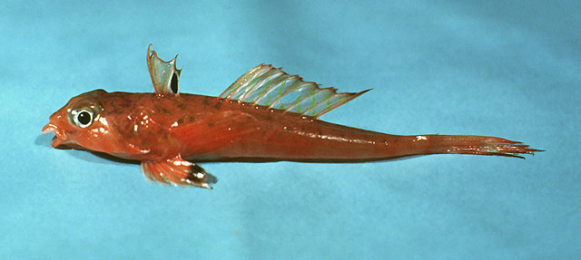 Foetorepus agassizii