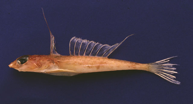 Foetorepus agassizii