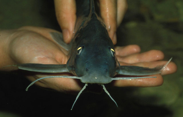 Synodontis bastiani