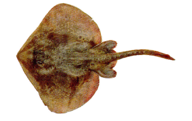 Sympterygia bonapartii