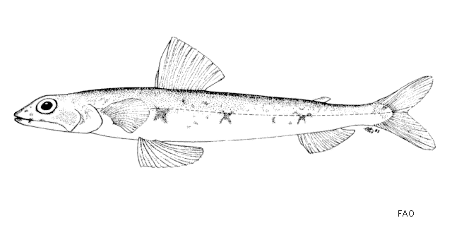 Synodus macrops