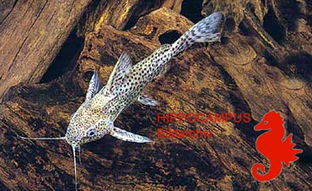 Synodontis nigromaculatus