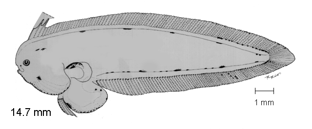 Symphurus oligomerus