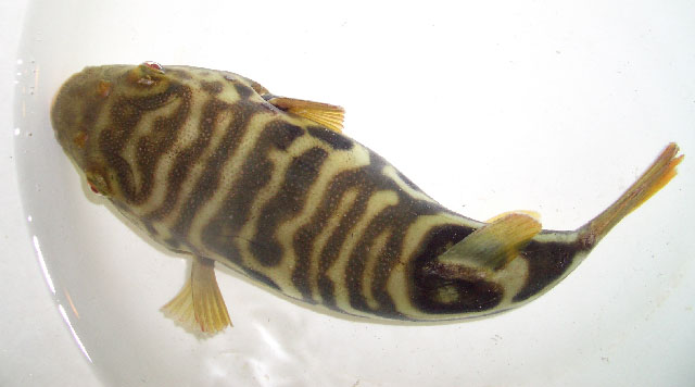 Takifugu bimaculatus