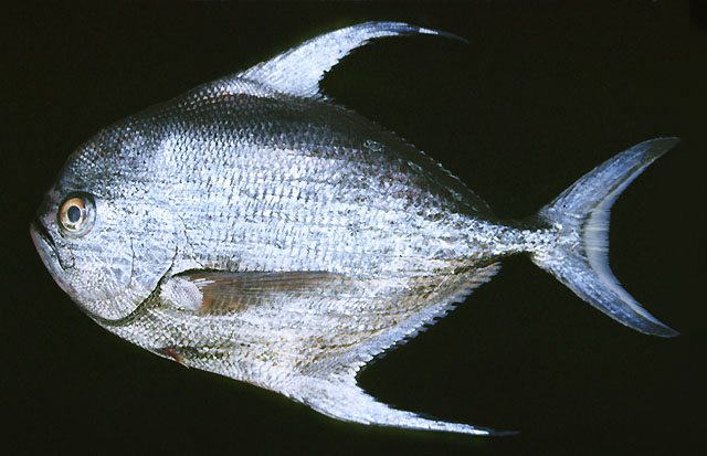 Taractichthys longipinnis