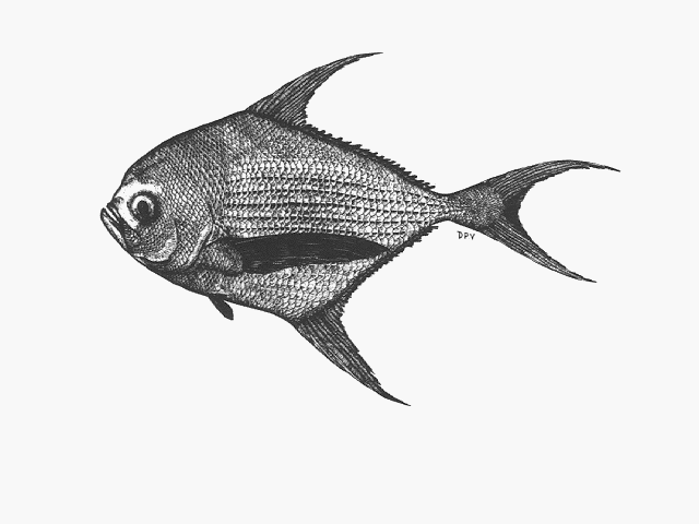 Taractichthys longipinnis