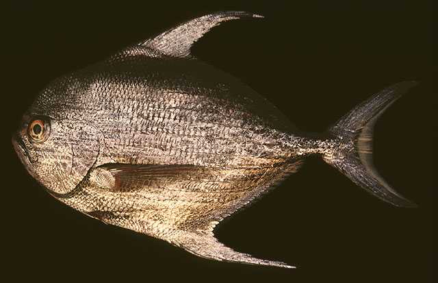 Taractichthys longipinnis