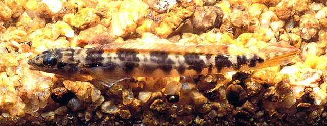 Teleocichla centisquama