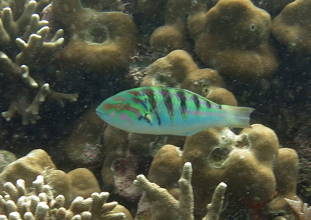 Thalassoma hardwicke