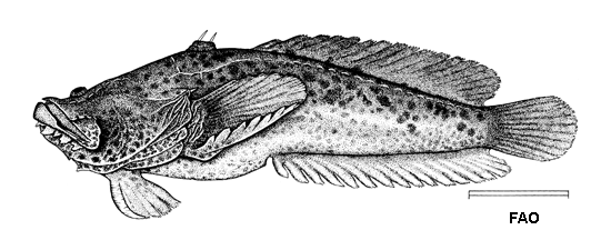 Thalassophryne maculosa