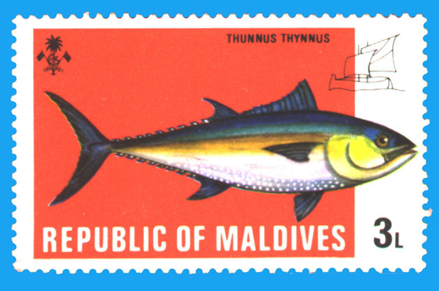 Thunnus thynnus