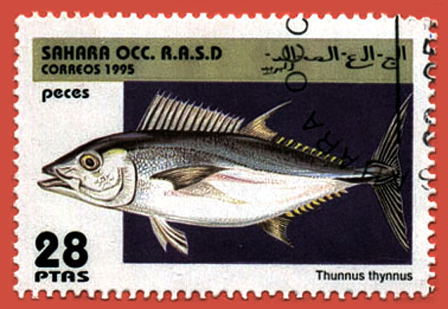 Thunnus thynnus