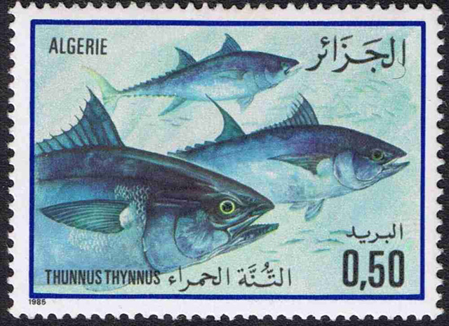 Thunnus thynnus