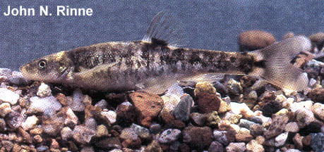 Rhinichthys cobitis