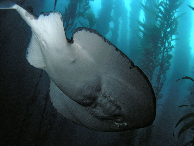 Tetronarce californica